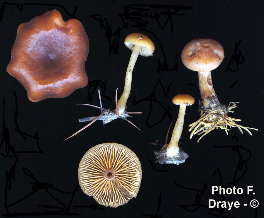 Clitocybe inversa