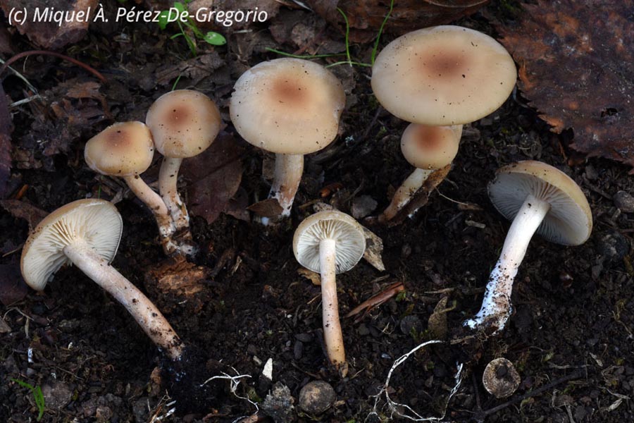 Clitocybe leucodiatreta