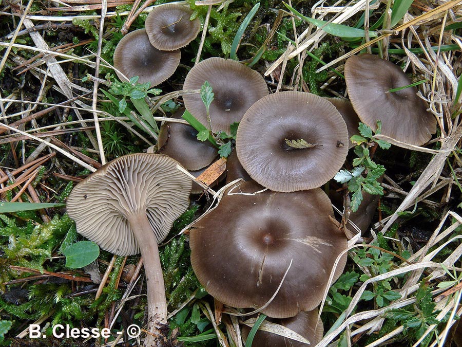 Clitocybe lituus