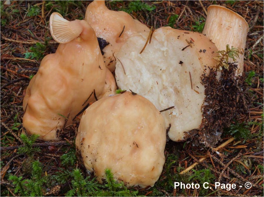 Clitocybe maxima