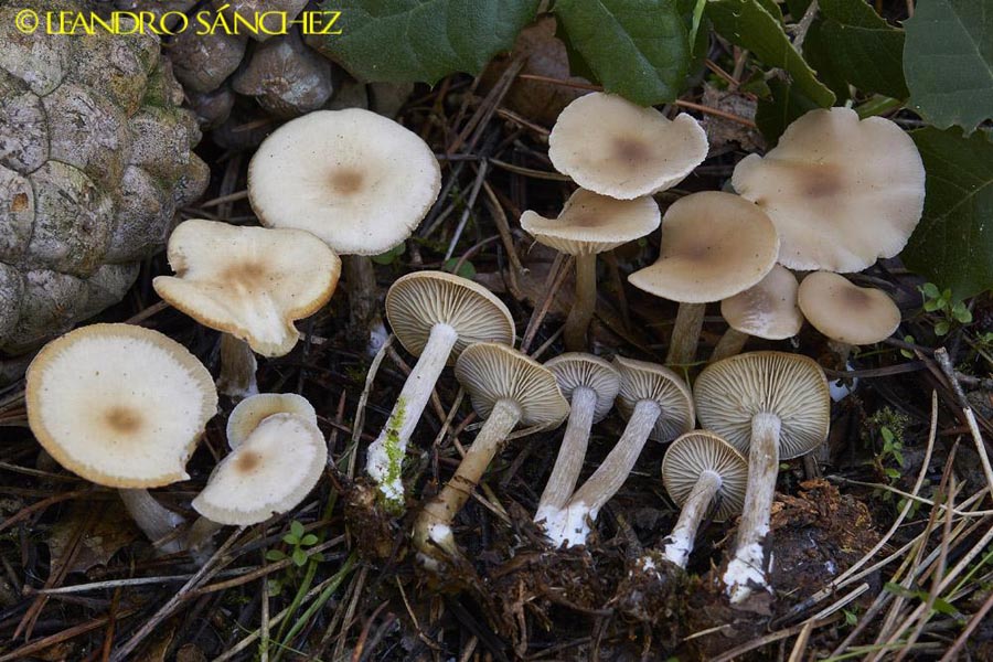 Clitocybe metachroa