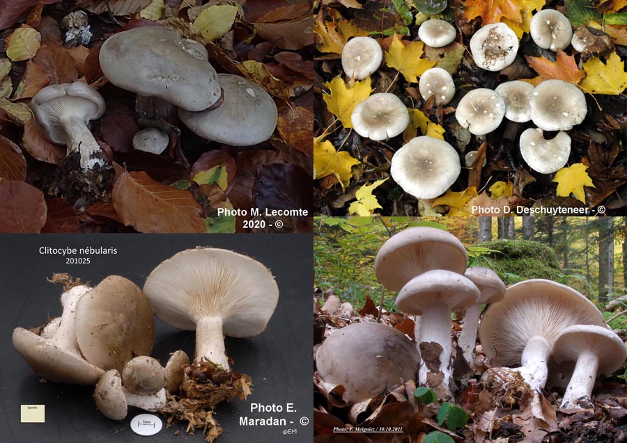 Clitocybe nebularis