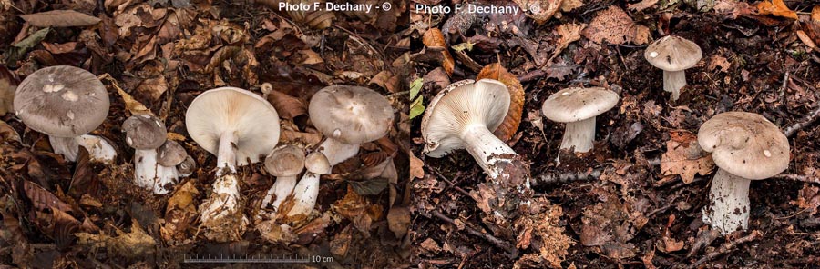 Clitocybe nebularis