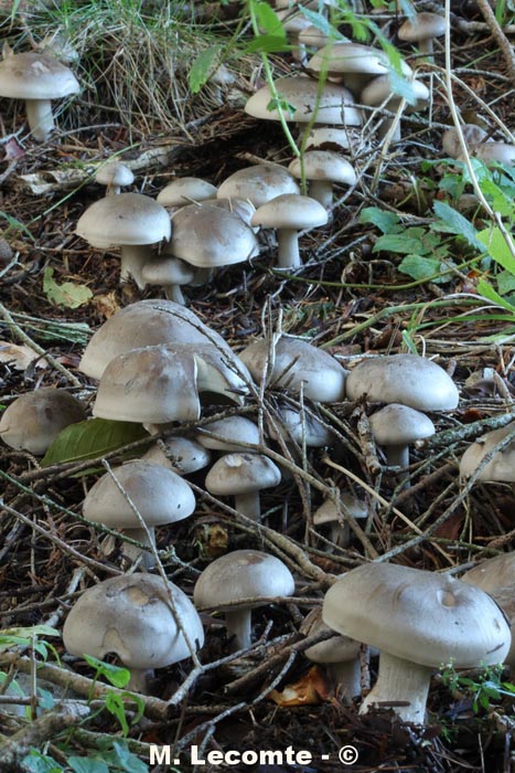 Clitocybe nebularis