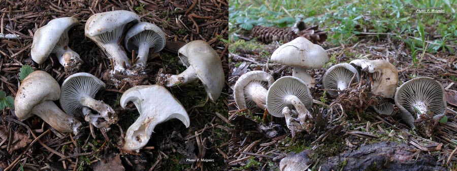 Clitocybe odora