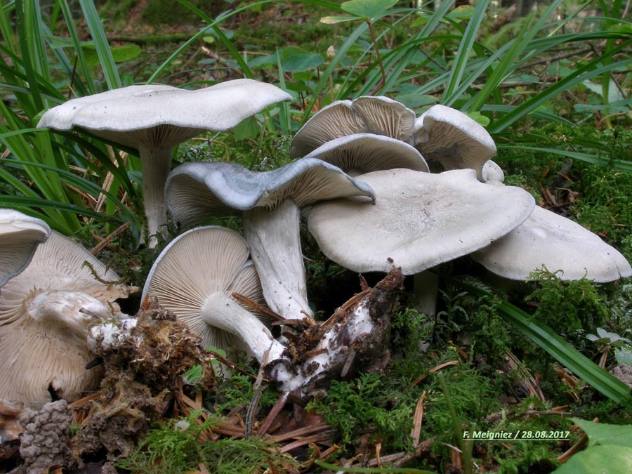 Clitocybe odora