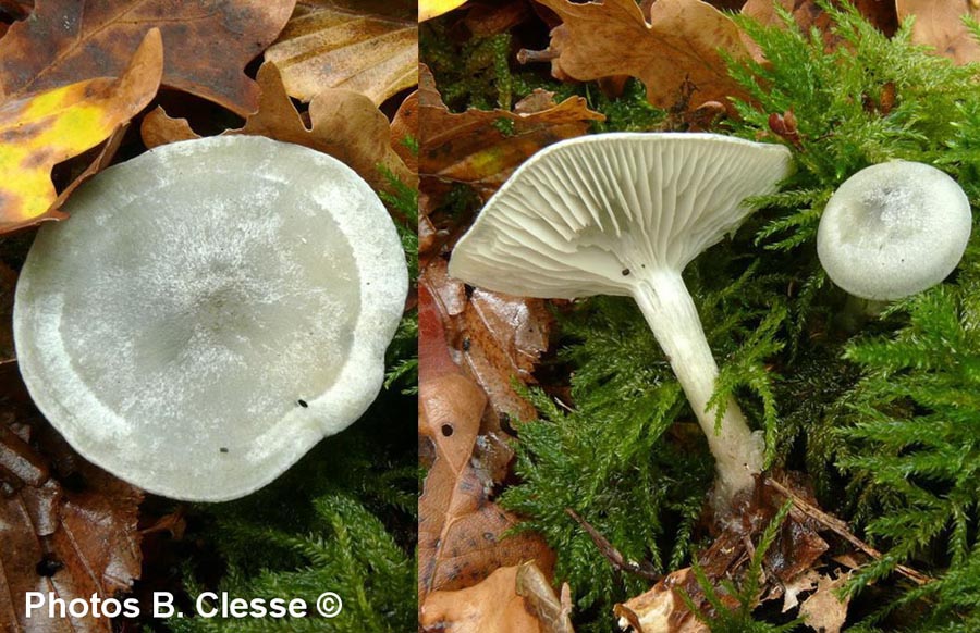 Clitocybe odora