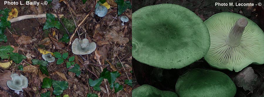 Clitocybe odora