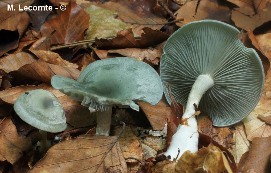 Clitocybe odora