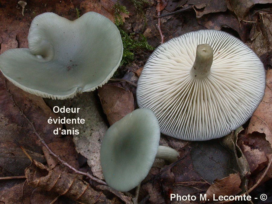 Clitocybe odora