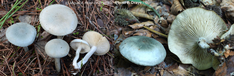 Clitocybe odora