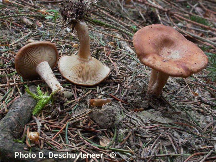 Clitocybe paropsis