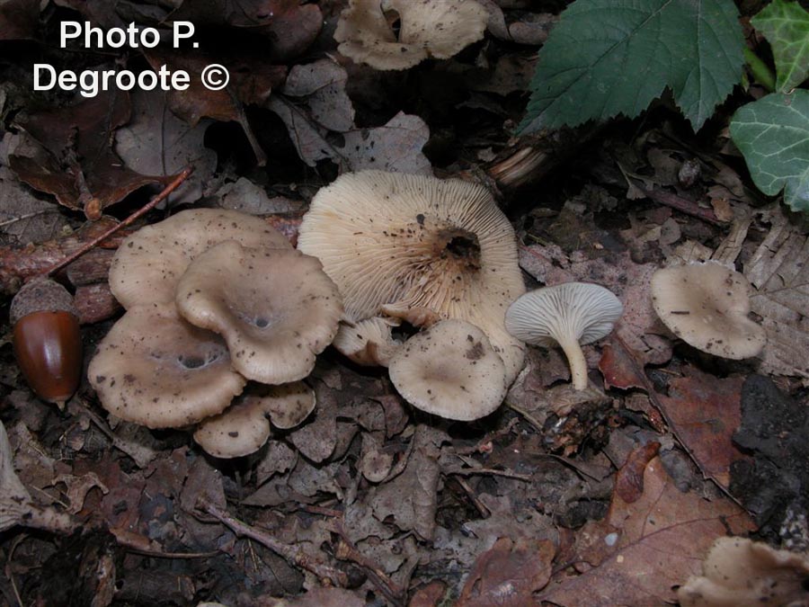 Clitocybe phaeophthalma