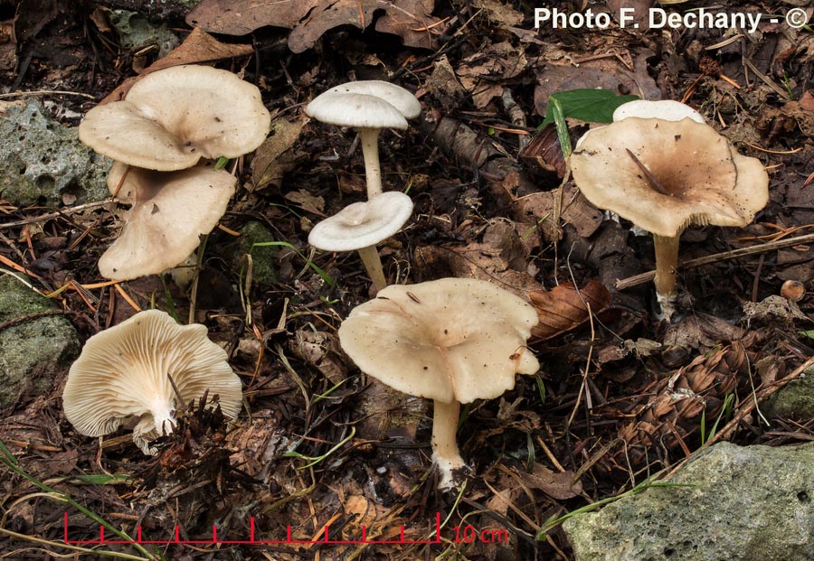 Clitocybe phaeophthalma