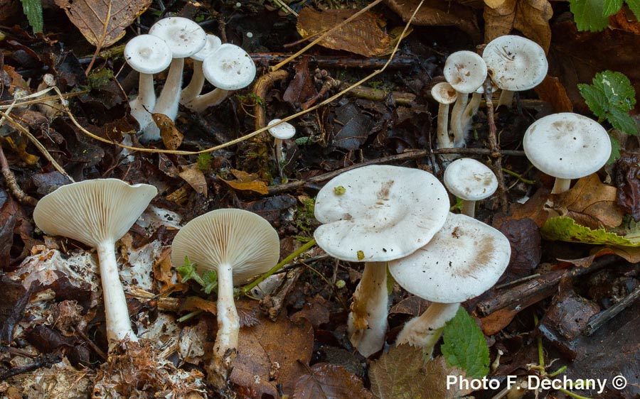 Clitocybe phyllophila