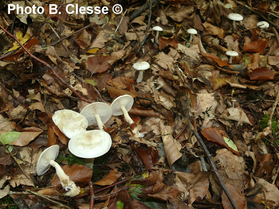 Clitocybe phyllophila