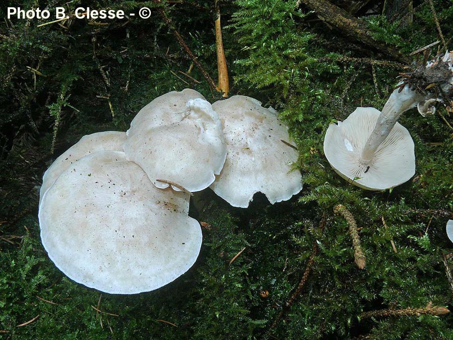 Clitocybe phyllophila