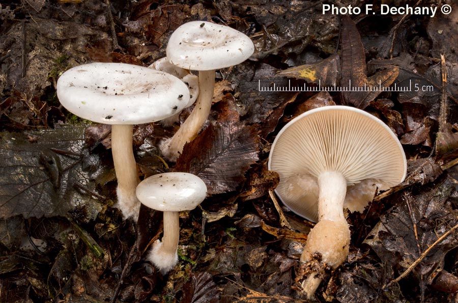 Clitocybe phyllophila