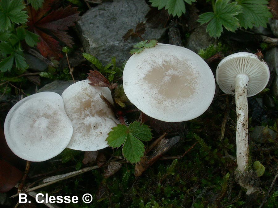 Clitocybe dealbata (Clitocybe rivulosa)