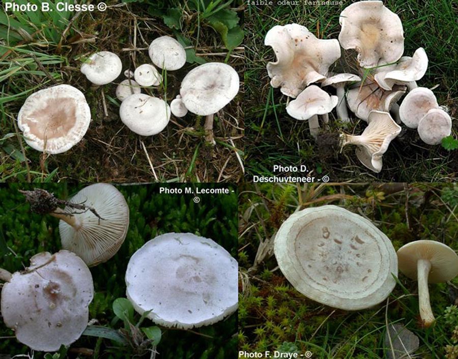 Clitocybe dealbata (Clitocybe rivulosa)