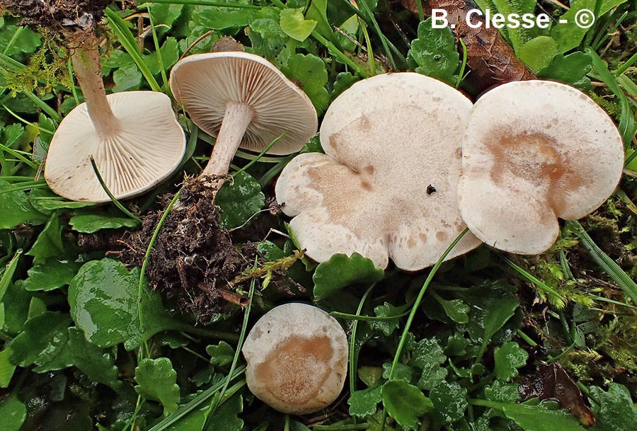 Clitocybe dealbata (Clitocybe rivulosa)