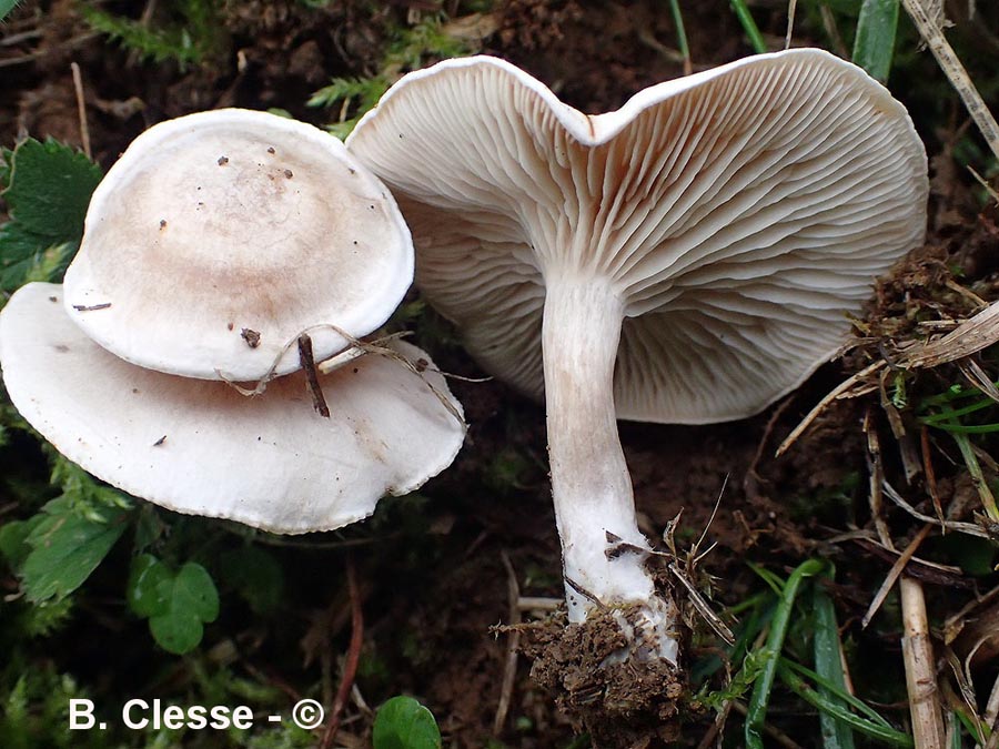 Clitocybe dealbata (Clitocybe rivulosa)