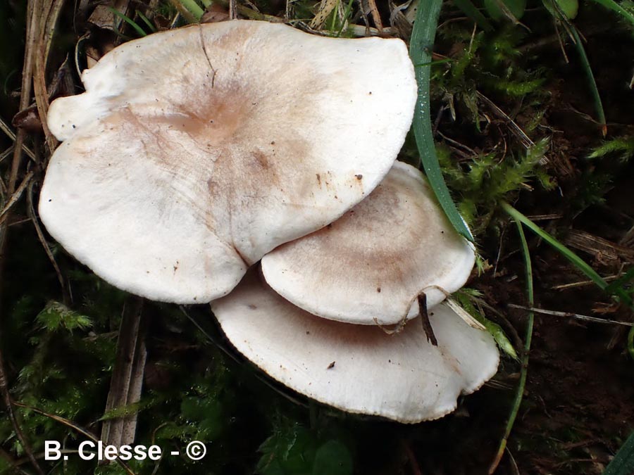 Clitocybe dealbata (Clitocybe rivulosa)