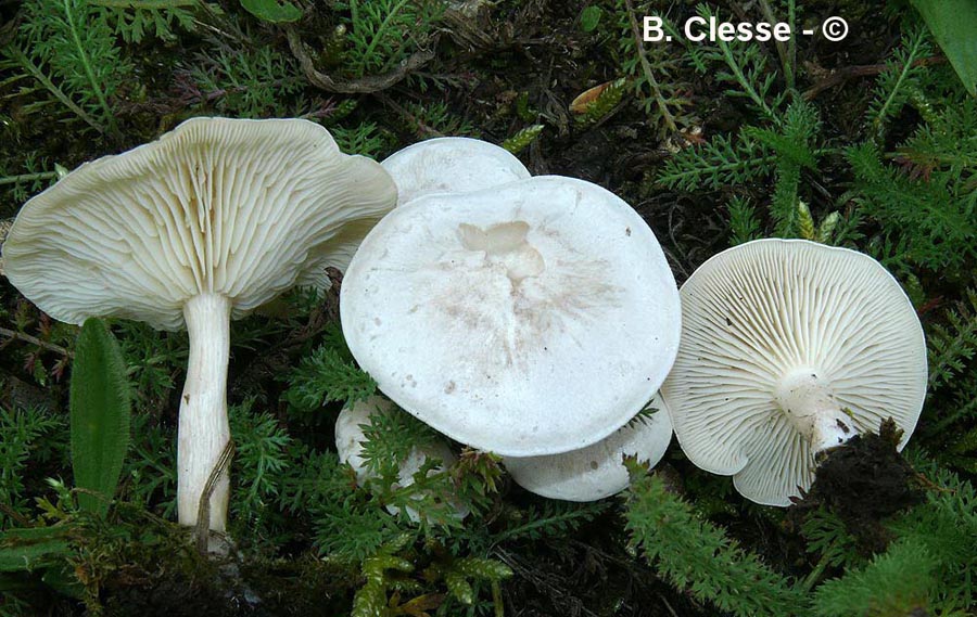 Clitocybe dealbata (Clitocybe rivulosa)