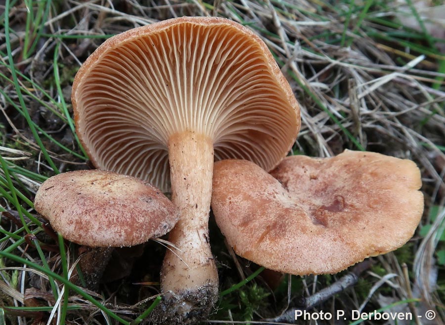 Clitocybe sinopica