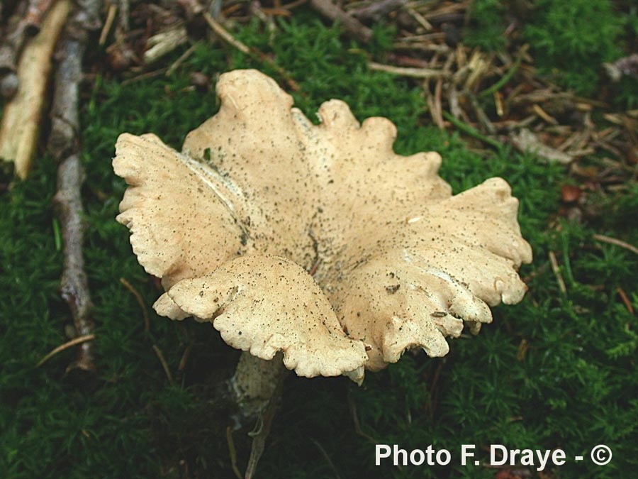 Clitocybe squamulosa