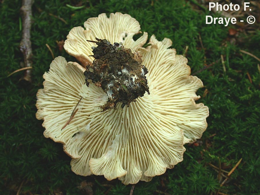 Clitocybe squamulosa