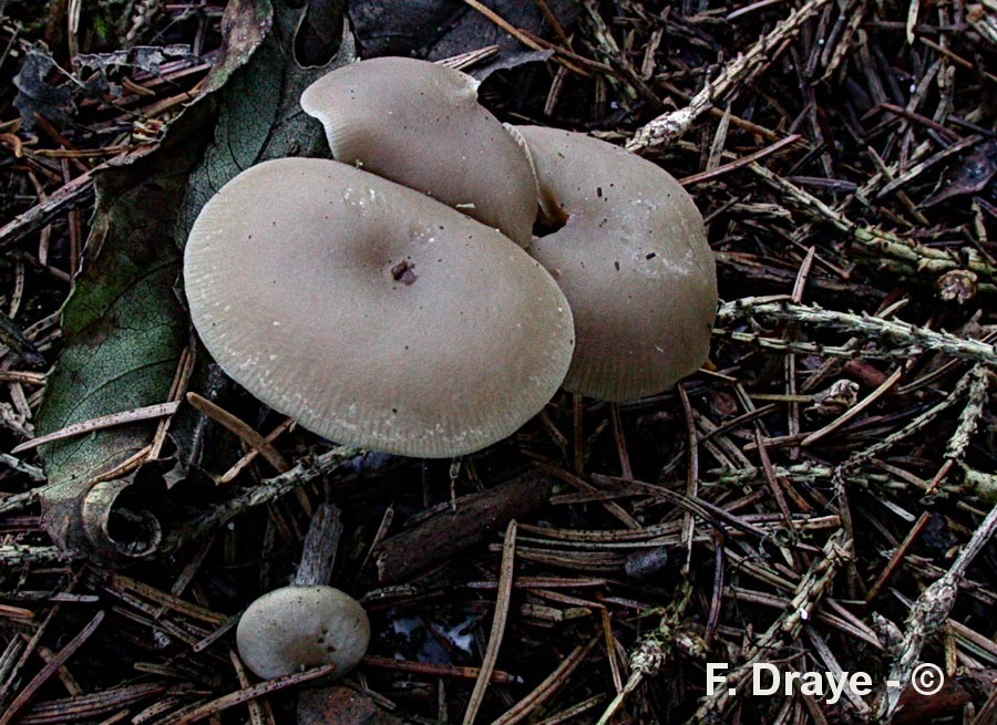 Clitocybe subspadicea