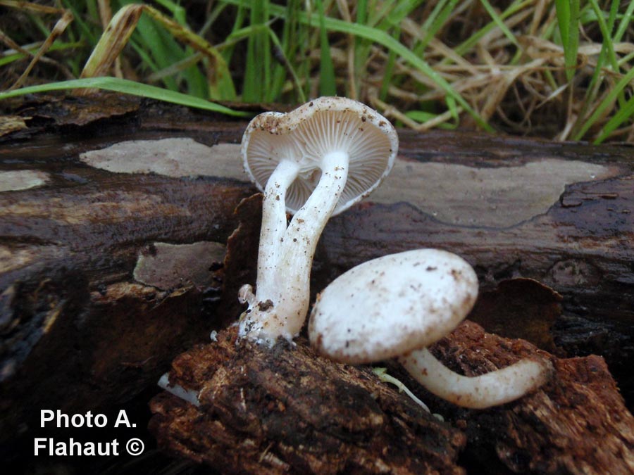 Clitocybe truncicola