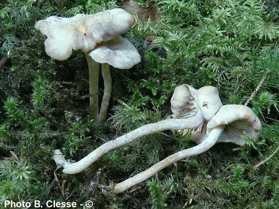 Clitocybe umbilicata