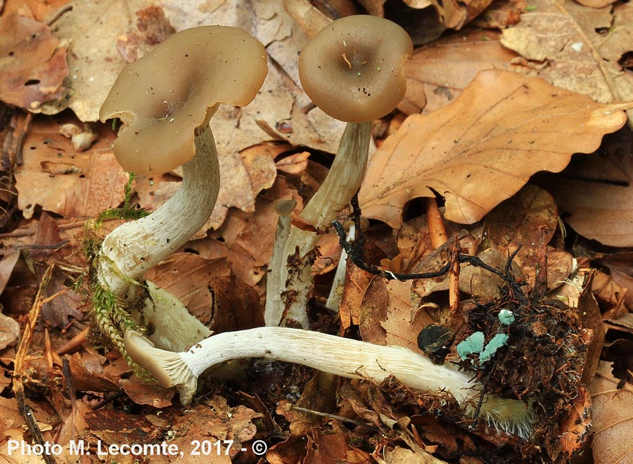 Clitocybe umbilicata (Clitocybe subspadicea)