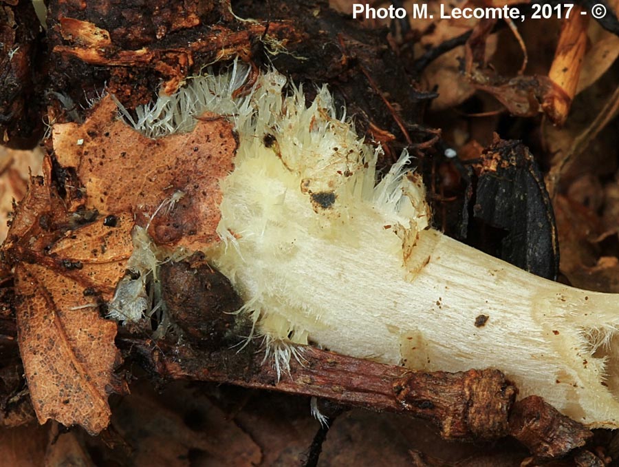 Clitocybe umbilicata (Clitocybe subspadicea)