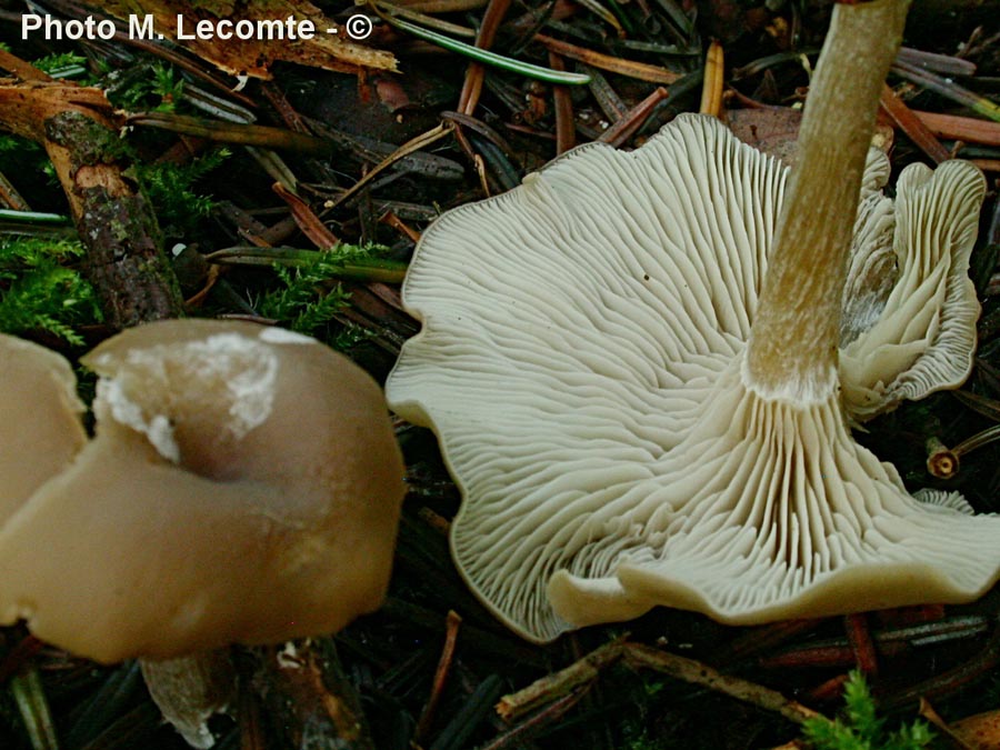 Clitocybe umbilicata (Clitocybe subspadicea)