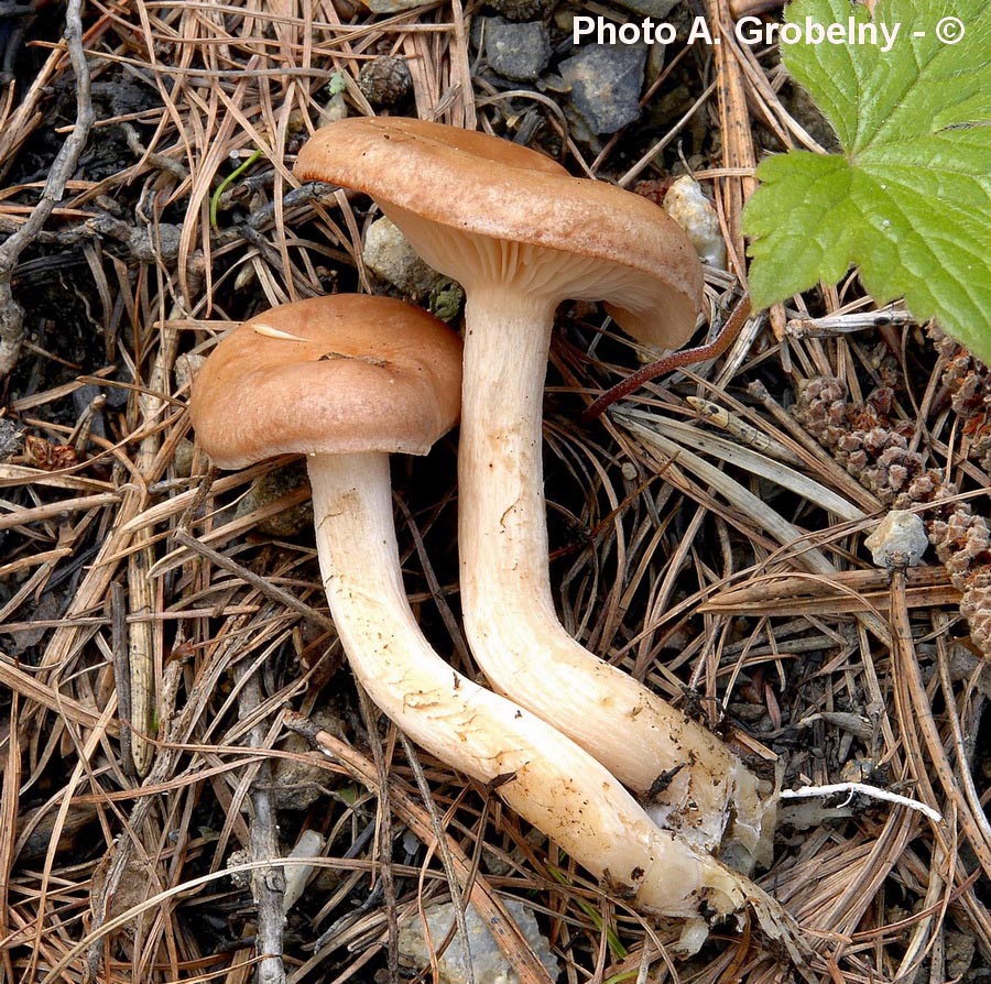 Clitocybe vermicularis