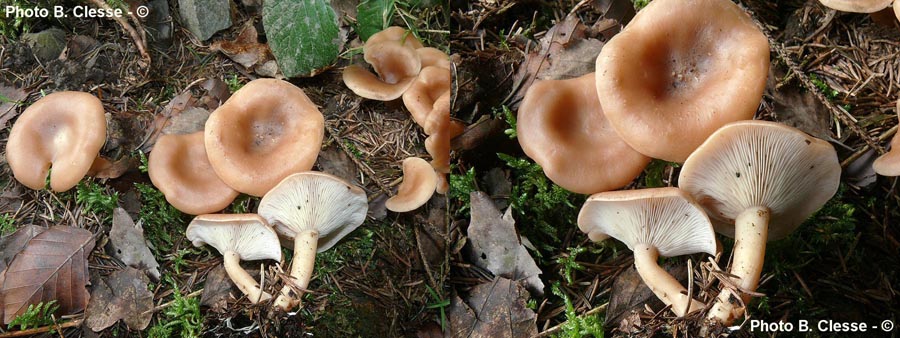 Clitocybe vermicularis