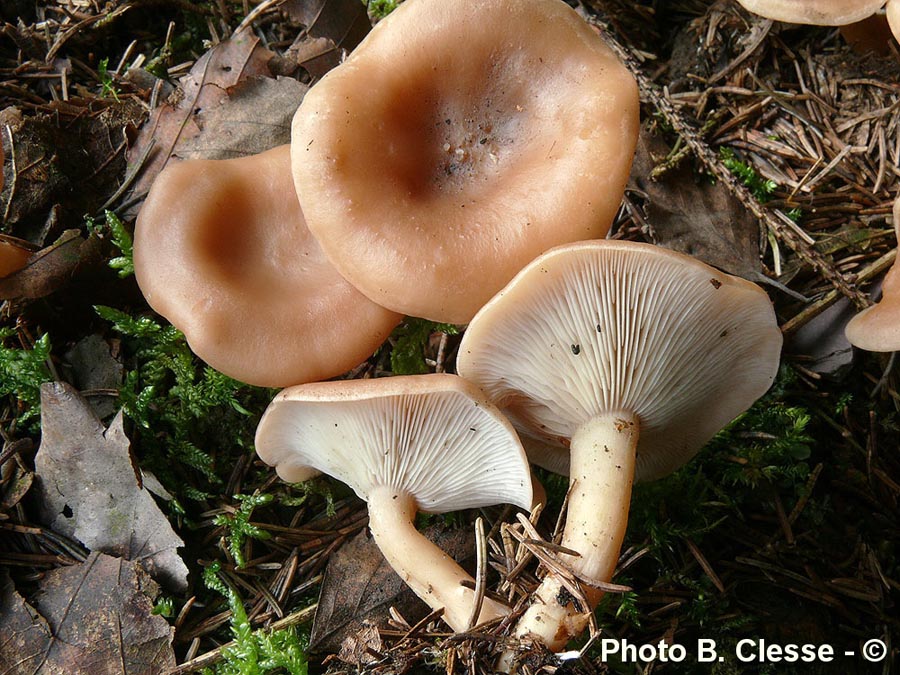 Clitocybe vermicularis