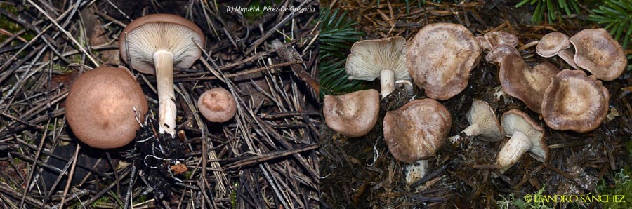 Clitocybe vermicularis (Rhizocybe vermicularis)