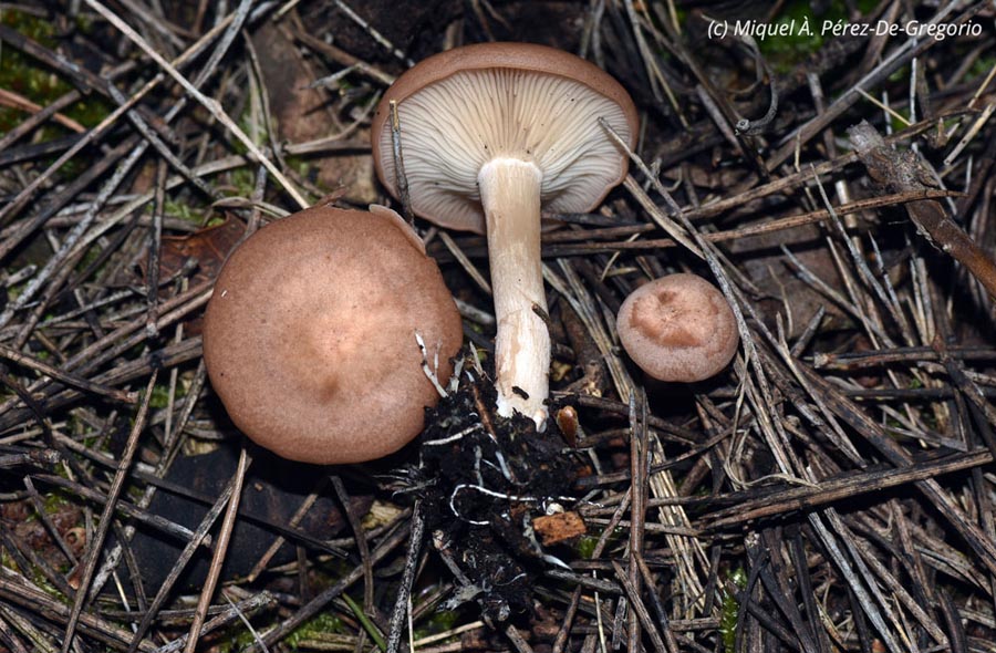 Clitocybe vermicularis (Rhizocybe vermicularis)