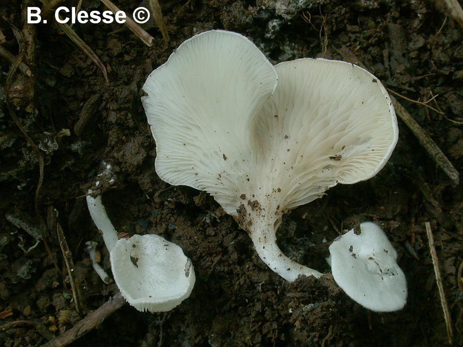 Clitopilus scyphoides (Clitopilus scyphoides f. reductus)