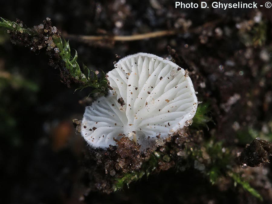 Clitopilus scyphoides f. reductus