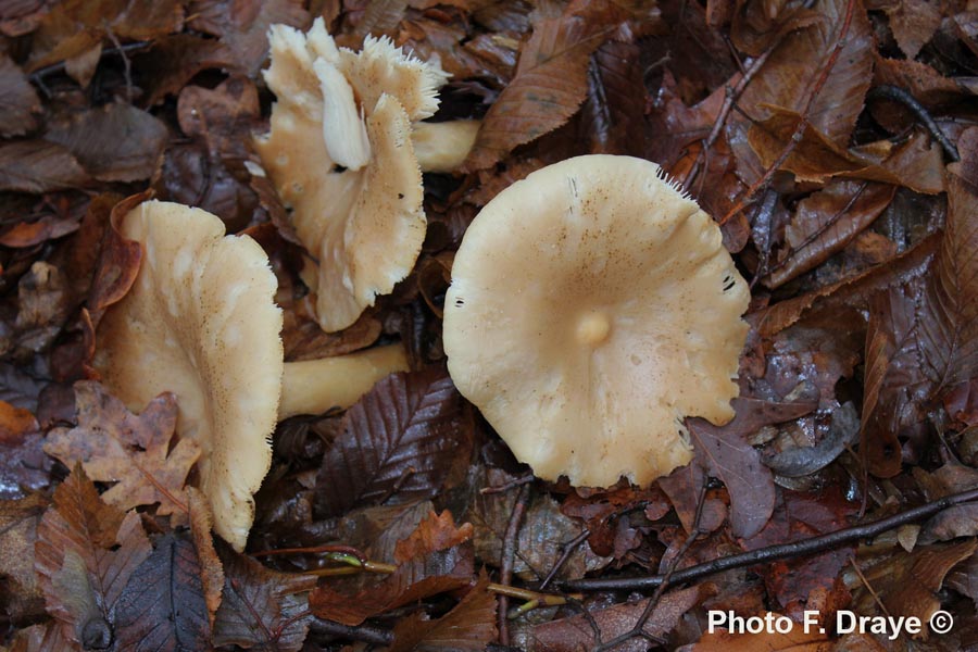 Clitocybe geotropa