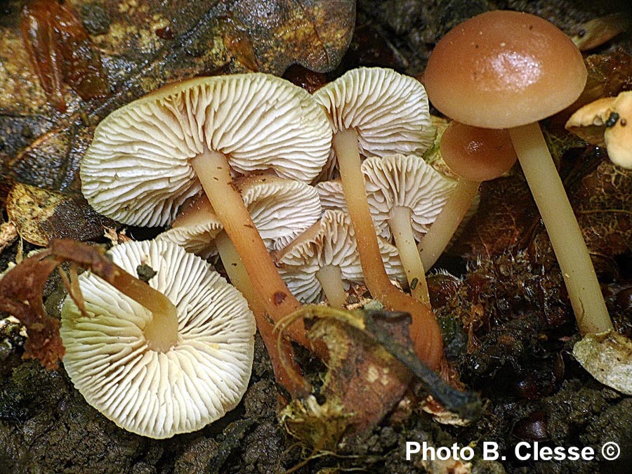 Gymnopus aquosus (Collybia aquosa)