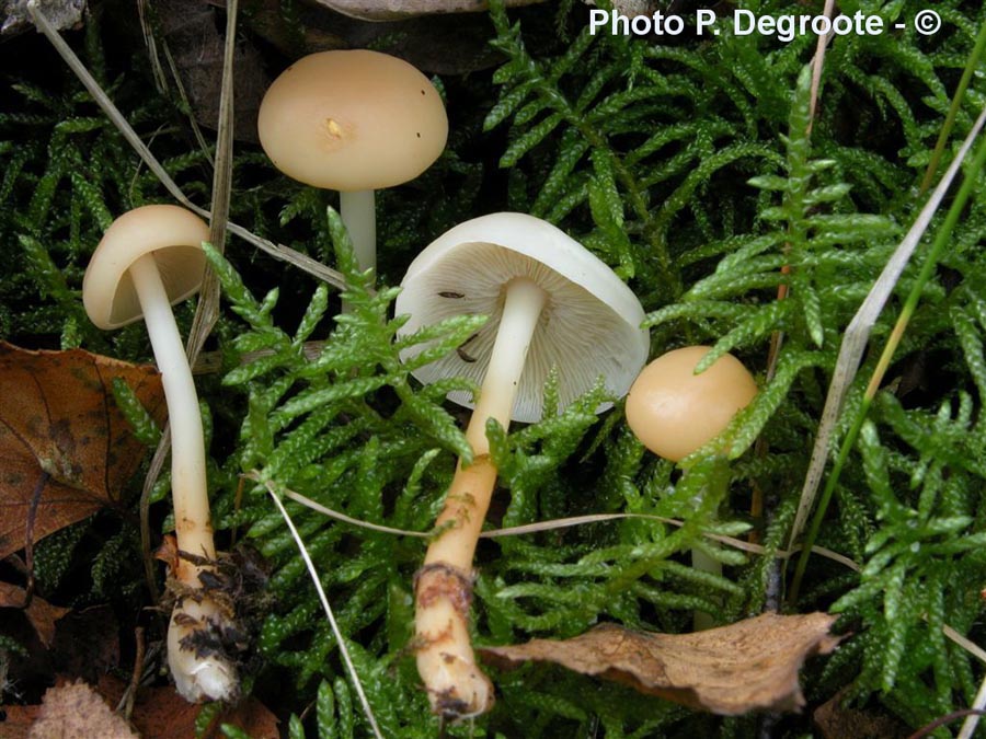 Gymnopus aquosus (Collybia aquosa)