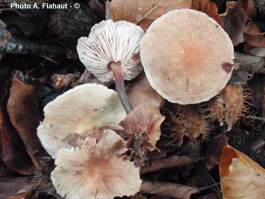 Collybia brassicolens (Gymnopus brassicolens)