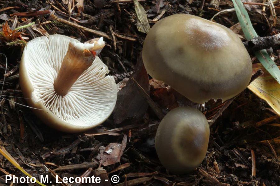 Collybia butyracea var. asema