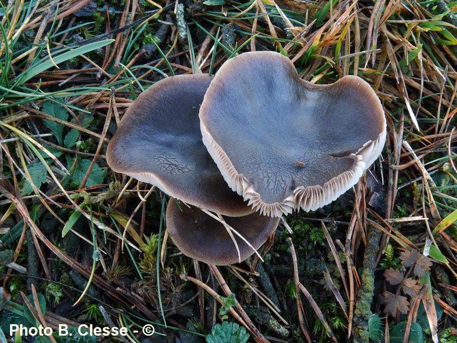 Collybia butyracea